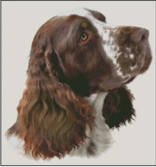 (image for) English Springer Spaniel (No Background)